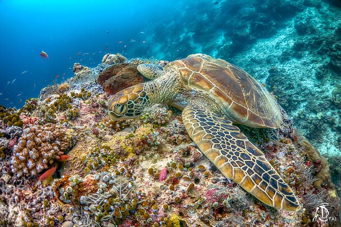 PADI Advanced Open Water Course Kota Kinabalu - Booking Information