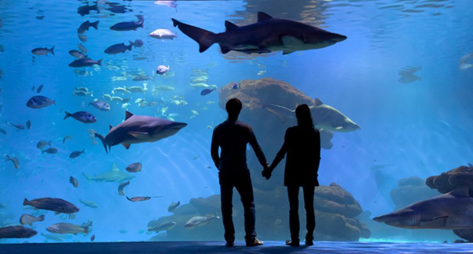 Palma De Mallorca: Shark Dive at Palma Aquarium - Cancellation and Refund Policy