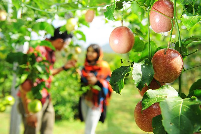 Penang Tropical Fruit Farm With Fruit Tasting - Tips for an Enhanced Visit