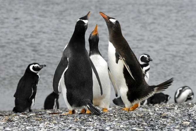 Penguin Colony in Ushuaia - Guided Tour Highlights