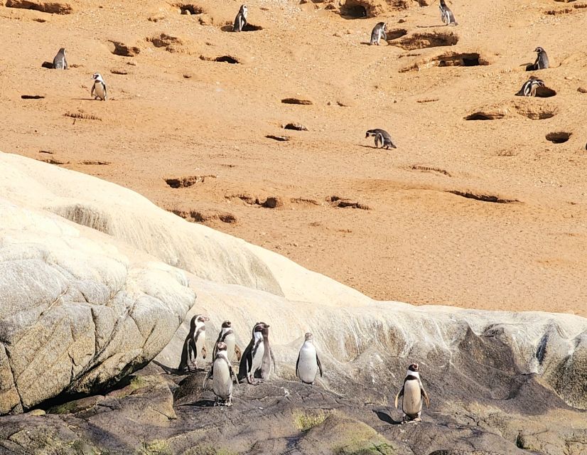 Penguins Watching Cachagua Island in Zapallar From Santiago - Recommended Preparations