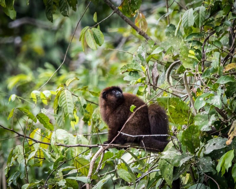 Peruvian Jungle Manu Park Four Days / Three Nights - Not Included in the Tour