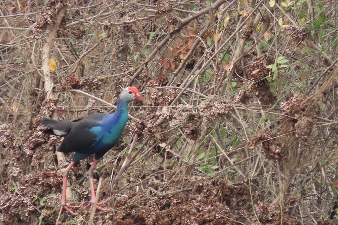 Phnom Penh Birding Experience and Brunch - Bird Species to Spot