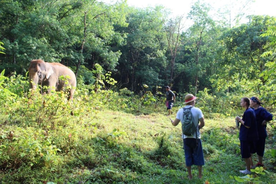 Phuket: Unique Dawn Ethical Elephant Sanctuary Experience - Air-conditioned Transfer and Guide