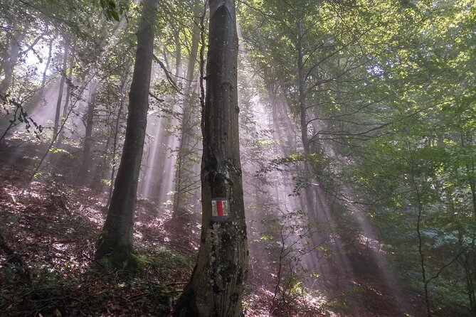 Piatra Craiului National Park Private Hiking Tour From Brasov - Route Flexibility and Weather