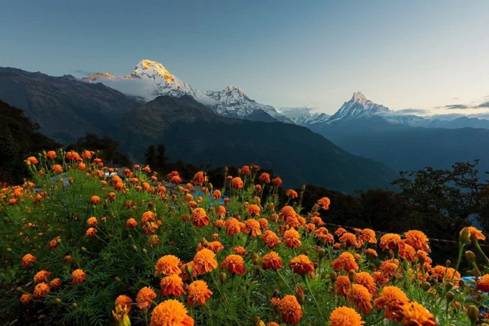 Pokhara: Guided Day Hike From Dampus To Australian Base Camp - Guide Services and Support