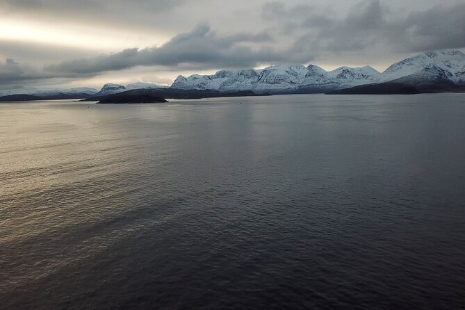 Polar Whale Safari From Tromsø - Additional Details