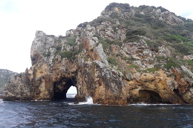 Poor Knights Small Group Tour & Cruise From Auckland - Accessibility and Requirements