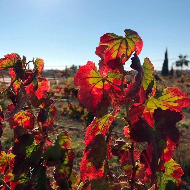 Porches: Exclusive Wine Tasting Experience - Unique Terroir of Algarve Vineyard