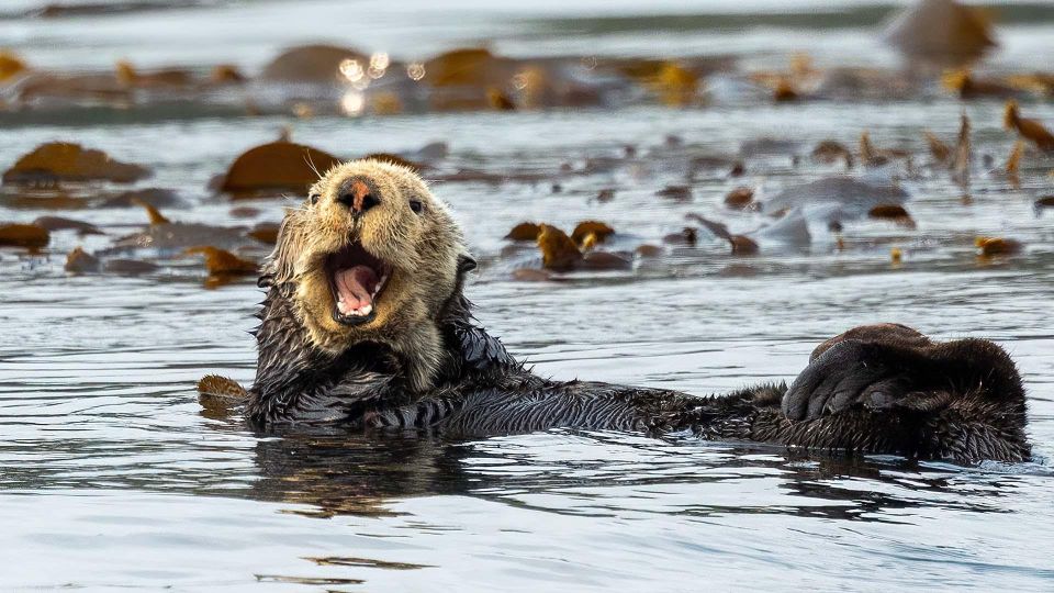 Port Hardy: Sea Otter and Whale Watching - Knowledgeable Guides