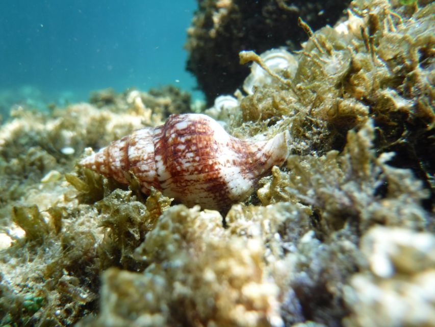 Porto Torres: Snorkeling in Balai Bay - Equipment Provided