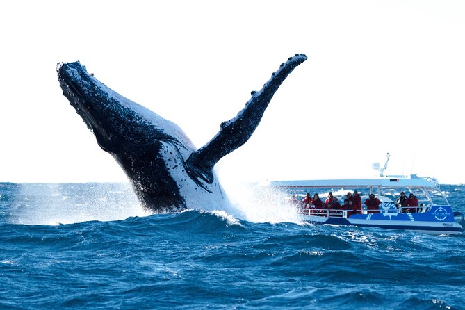 Premier Whale Watching Byron Bay - Customer Experiences and Reviews
