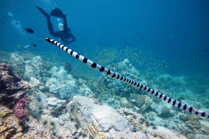Premium Guided Scuba Diving Day Trip for Certified Divers - Health and Fitness Requirements