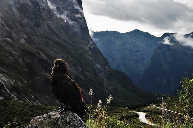 Premium Milford Sound Small Group Tour From Queenstown - Scenic Highlights