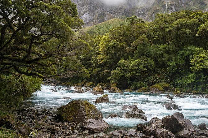 Premium Milford Sound Tour, Cruise and Lunch From Te Anau - Lunch and Refreshments Provided