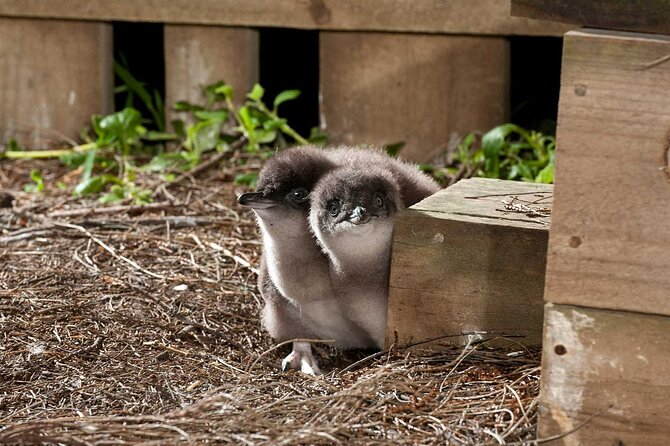 Premium Phillip Island Penguin Parade Tour With Koala Conservation Reserve - Photography Guidelines