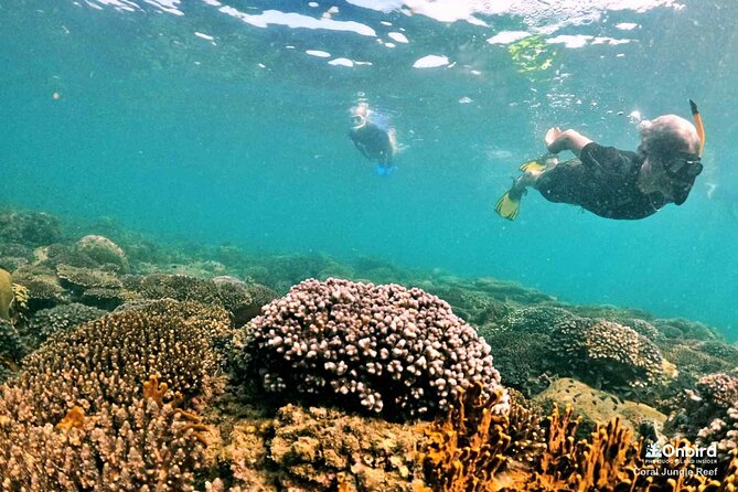 PREMIUM SNORKELING to Explore the Coral Jungle (MAX 8-9 PAX) - Confirmation and Booking Process