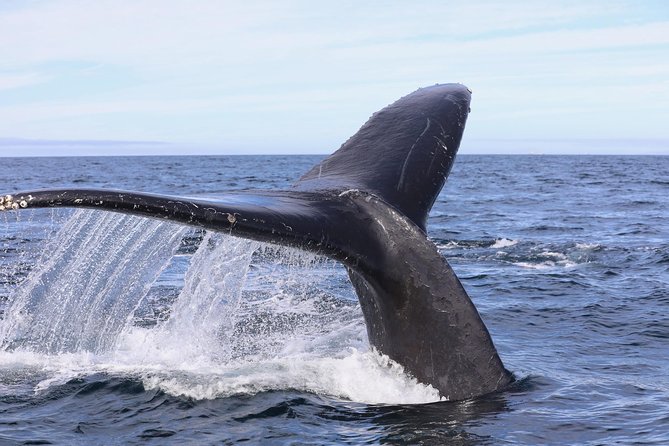 Private 2hr Supreme Whale/Dolphin Watching Tour, Newport Beach CA - Booking Information