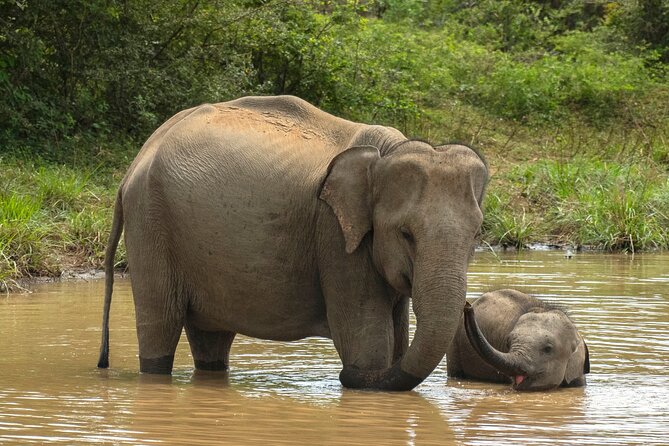 Private 7-Day Tour Around Sri Lanka - Customer Experiences