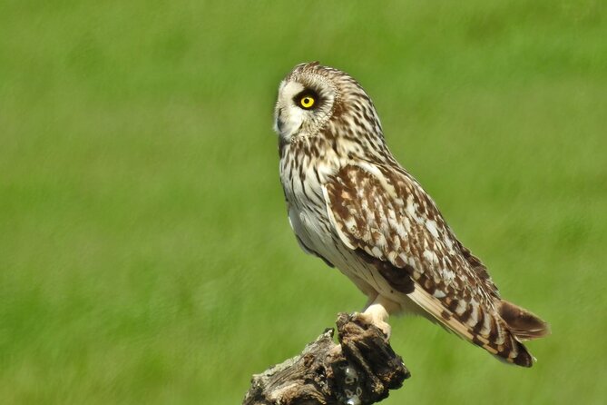 Private Birding & Photography Day Trip to Doñana - Inclusions and What to Expect