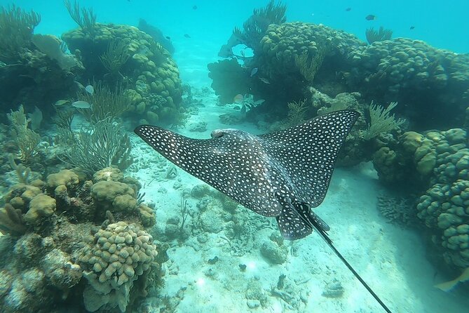 Private Charter 28ft Grady White. Stingrays, Snorkeling, Starfish - Recommended Activities