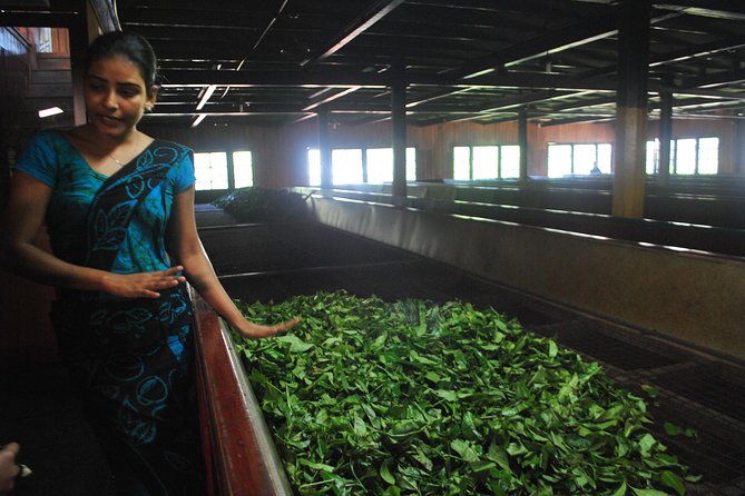 Private Day Trip: Horton Plains and Pedro Tea Factory From Nuwara Eliya - Reviews and Feedback