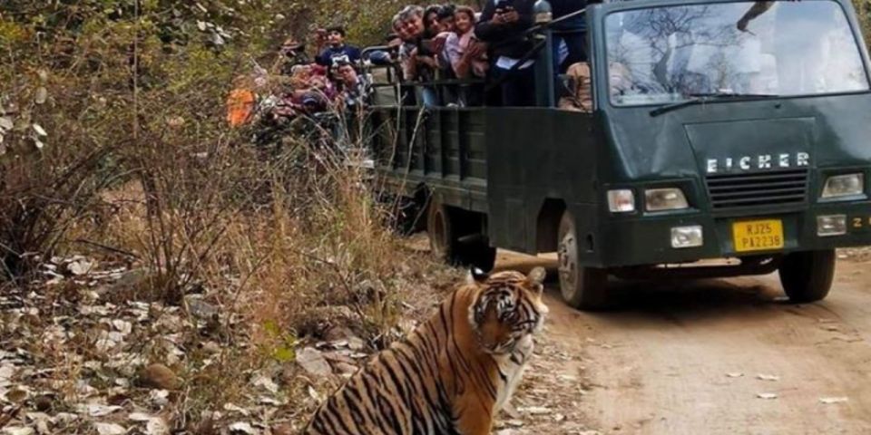 Private Day Trip With Tiger Safari From Jaipur All Included - Customer Reviews