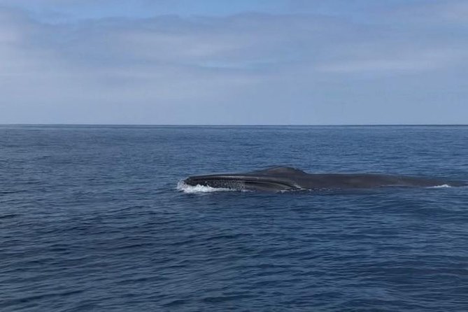 Private Family Whale & Dolphin Adventure in San Diego - Customer Reviews and Ratings
