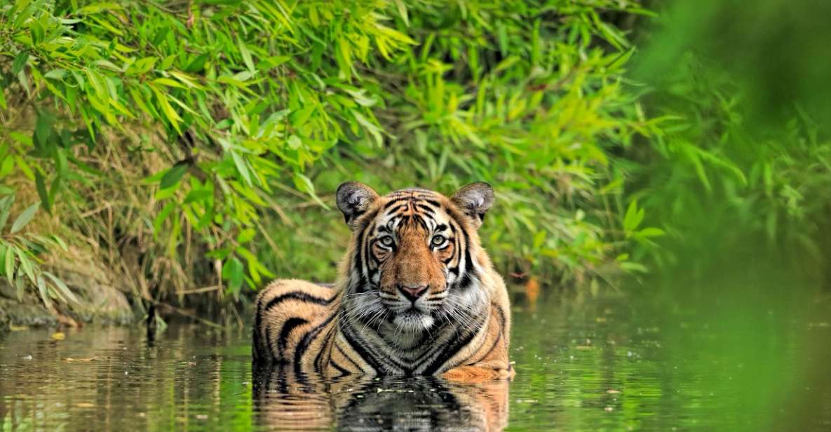 Private Guided Ranthambore National Park Tour From Jaipur - Inclusions and Benefits