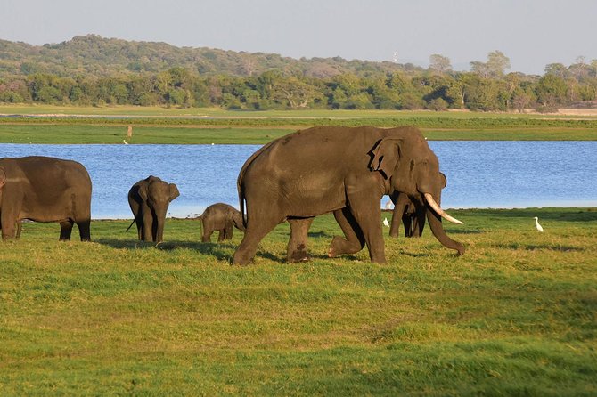Private Jeep Safari to One of a Best National Park - Pricing Information