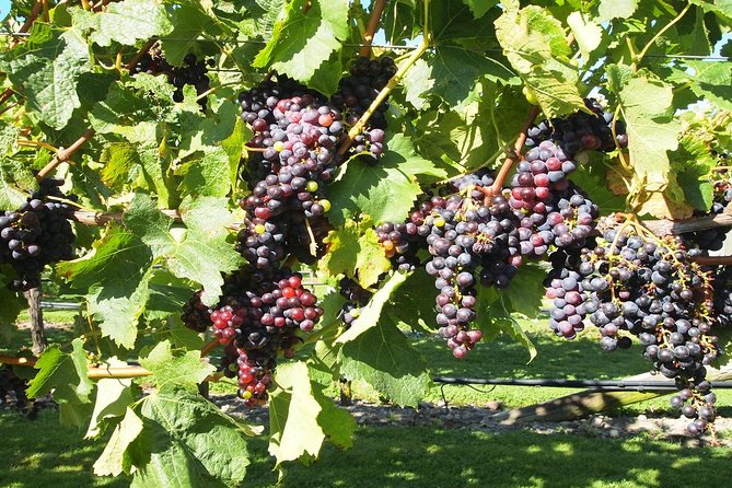 Private Onshore Cruise Tour. Explore Wine & Delights From Picton 1-5 Seats - Why Choose a Private Tour