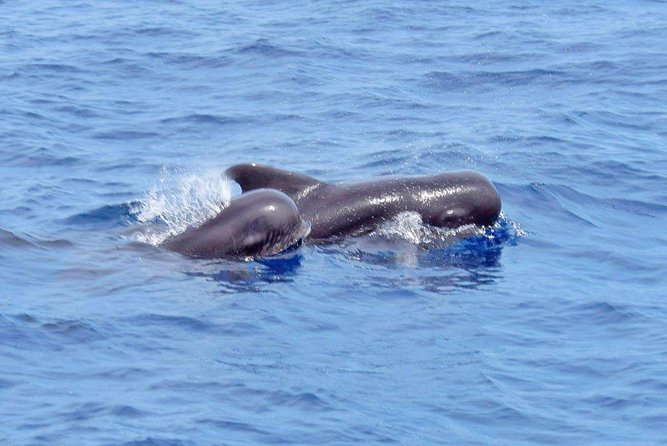 Private Premium Whale and Dolphin Safari St Lucia - Booking Information