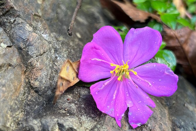 Private Rainforest Hike to Hidden Waterfall Tour With Transport - Pricing and Cancellation Policy