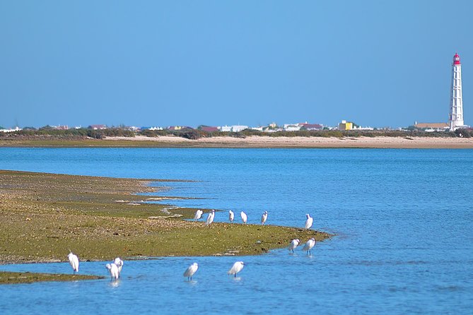 Private Ria Formosa Natural Park Boat Cruise From Faro - Accessibility and Customization