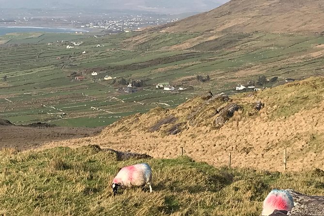Private Ring of Kerry Luxury Tour With Accredited Guide - Benefits of a Private Tour