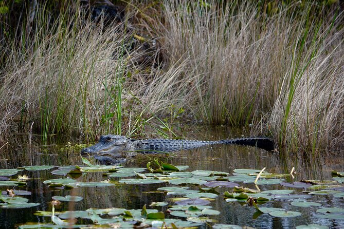 Private River Of Grass Everglades Airboat Adventure - Wildlife Sightings