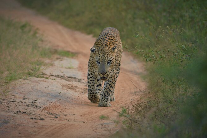 Private Safari in Yala National Park Morning or Evening - Health and Safety Guidelines