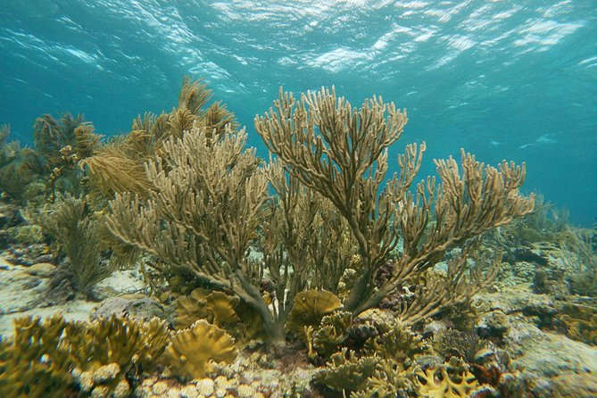Private Snorkel With 2 Stops in Aruba - Eco-Friendly! - Eco-Friendly Commitment