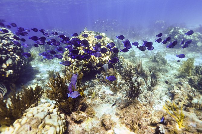 Private Stingray City Snorkeling and BioBay Charter for 10 Guests - Booking and Confirmation