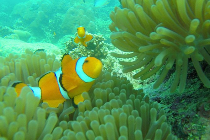 Private Surin Islands Longtail Boat Tour - Guest Experiences