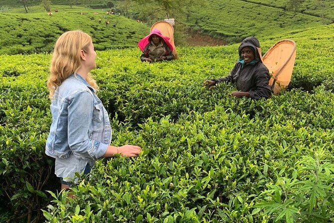 Private Tea Tour and Tea Factory - Meeting Point Details