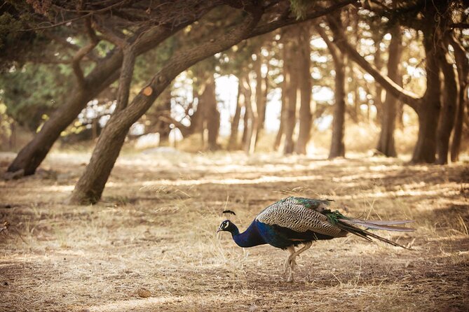 Private Tour: Best of Rhodes in One Day (Full Island Tour) - Local Culture and Culinary Stops