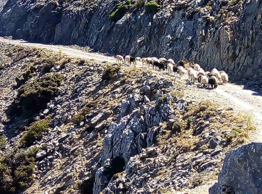 Private Tour to the White Mountains & Samaria From Above - Important Information