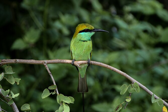 Private Tour : Udawalawe National Park Safari - Booking Your Private Tour