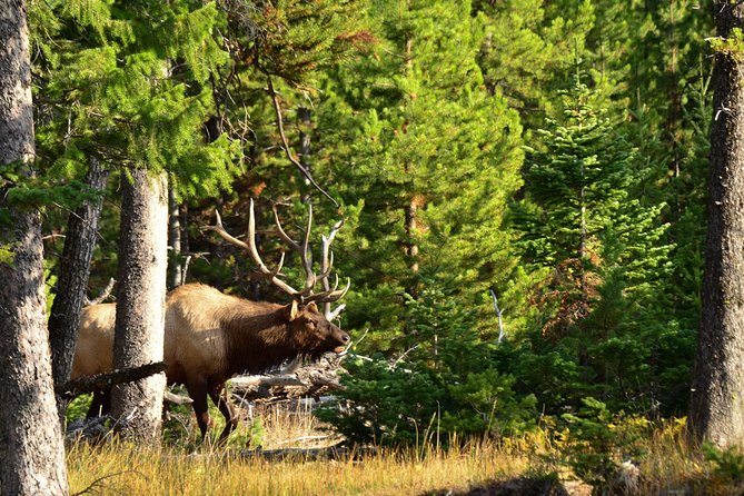 Private Yellowstone Wildlife Sightseeing Tour - Expert Tour Guides