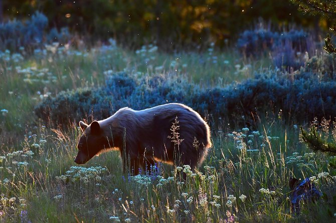 Private Yellowstone Wolf Watching & Wildlife Safari + Lunch - Pickup and Transportation