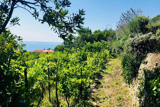 Prosecco Origins Wine Experience - Scenic Attractions