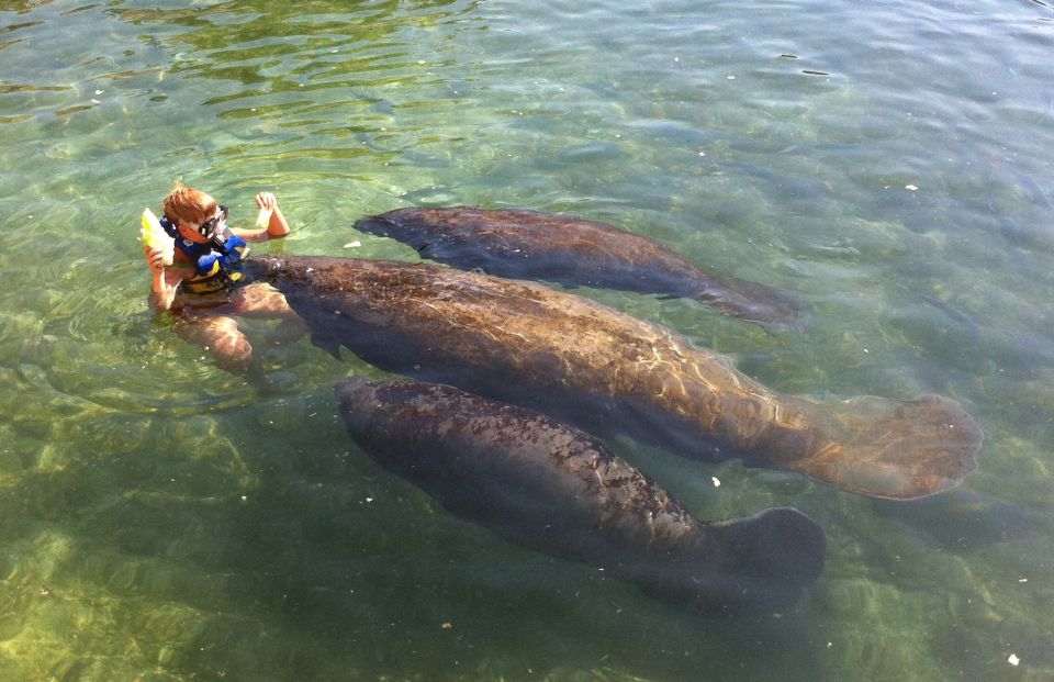 Puerto Aventuras: Manatee Encounter - Customizable Experience Options