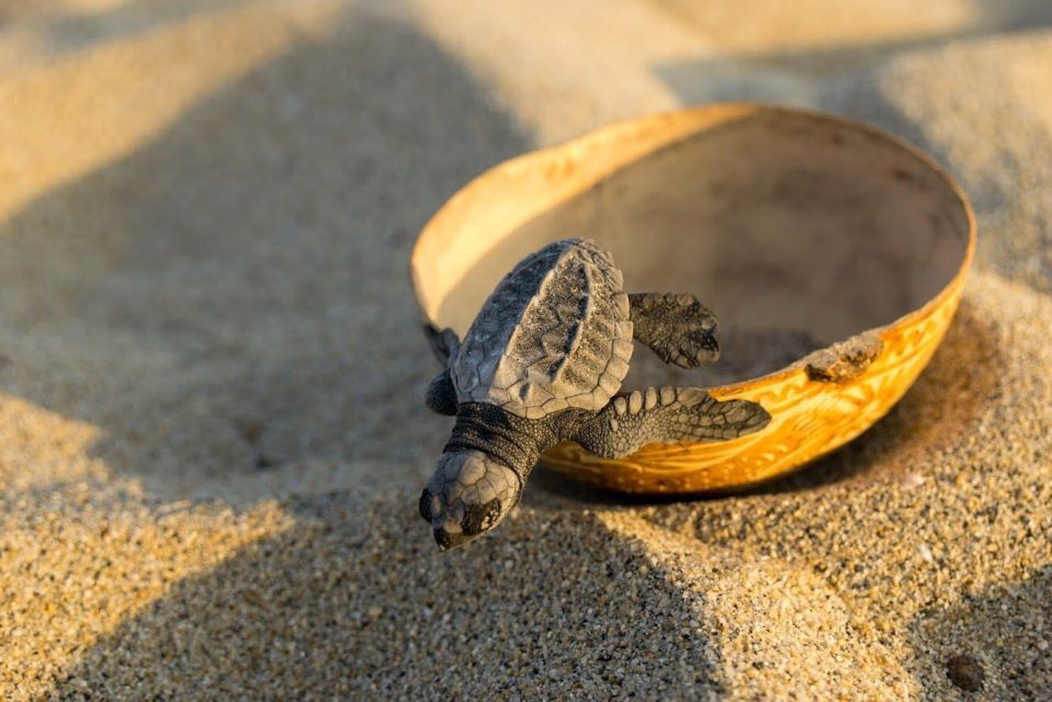 Puerto Escondido: Baby Sea Turtle Release - Capturing the Moment