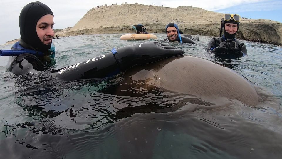 Puerto Madryn: 3-Hour Snorkeling Trip With Sea Lions - Participant Restrictions